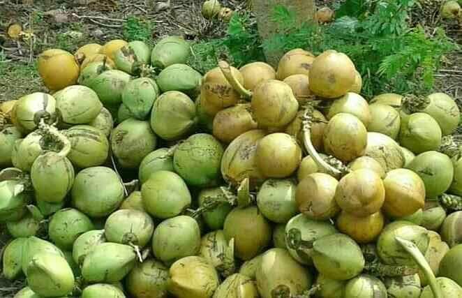 Cara Bisnis Jual Beli Kelapa